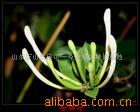 金銀花種植新機(jī)遇 巨花一號木本樹形高產(chǎn)種苗引領(lǐng)農(nóng)業(yè)增收