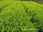 花卉種植的藝術(shù)與技術(shù) 打造您的私家花園