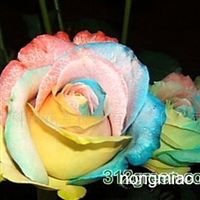 云南科田花卉種苗有限責(zé)任公司 花卉種植的核心供應(yīng)商