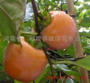 綠意匠心鐫春秋——走進(jìn)河南省鄢陵縣誠(chéng)信花木公司向陽(yáng)花海