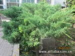 花卉種植的精細管理與誠信供應——以某產業景觀公司為例