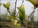 南召綠野園林花木公司 相冊里的花卉種植之美