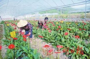 永安 種植花卉促村財增收的綠色發展之路